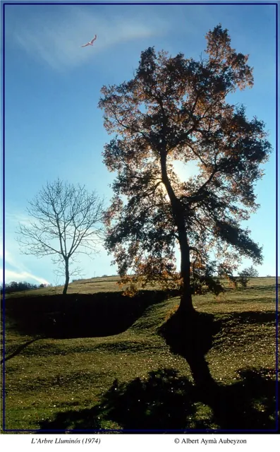 L'arbre lluminós