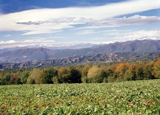 Sant Corneli, Pruit