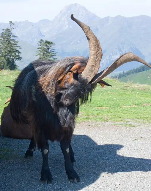Boc del Pirineu