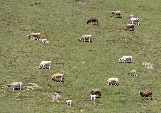 Pastures d'altura