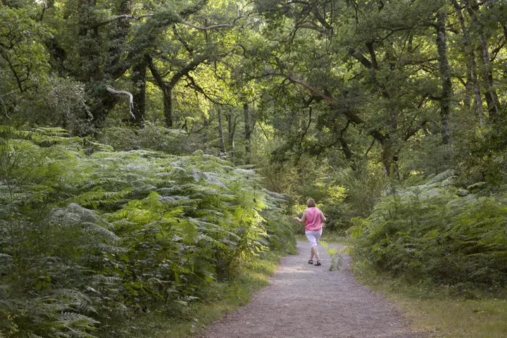 Bosc d'Orgi i ruta d'Iruña a Roncesvalles