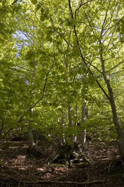 Aiguafreda i el massís del Montseny (Aiguafreda) · 00839