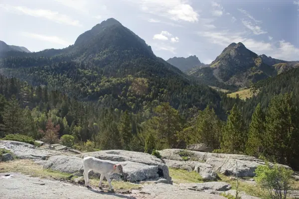 Parc Nacional (paisatges) (Aigüestortes) · 00560