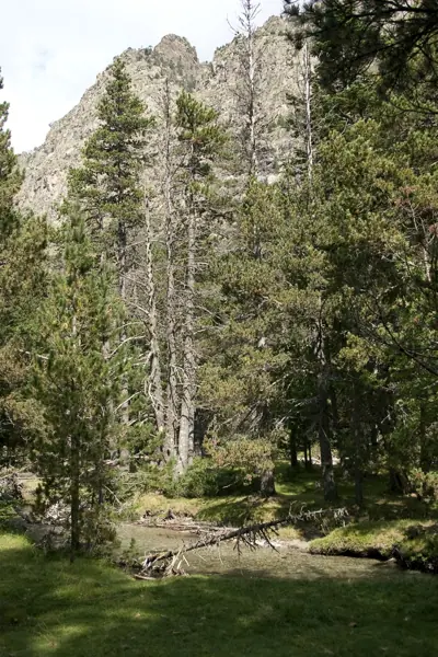 Parc Nacional (paisatges) (Aigüestortes) · 00567