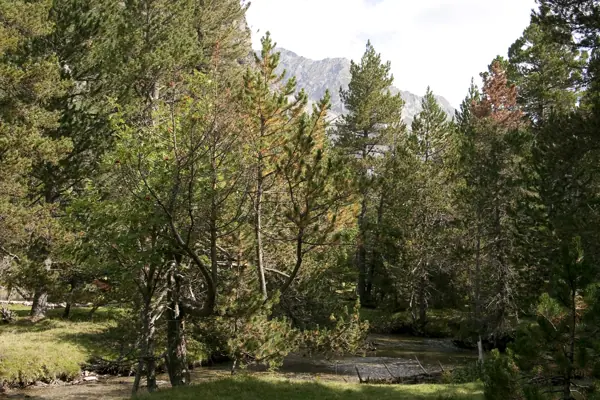 Parc Nacional (paisatges) (Aigüestortes) · 00568