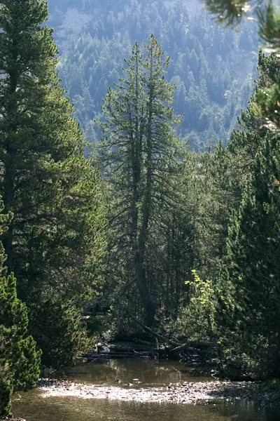 Parc Nacional (paisatges) (Aigüestortes) · 00564