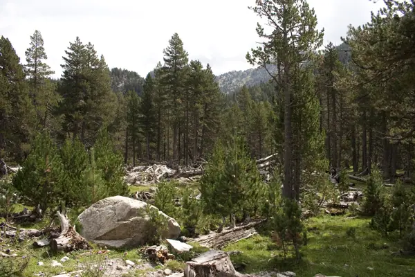 Parc Nacional (paisatges) (Aigüestortes) · 00579