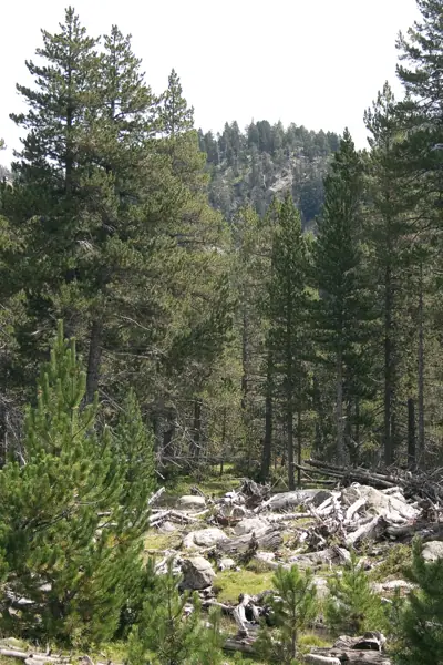 Parc Nacional (paisatges) (Aigüestortes) · 00580
