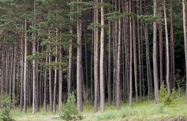 Parc Nacional (paisatges) (Aigüestortes) · 00615