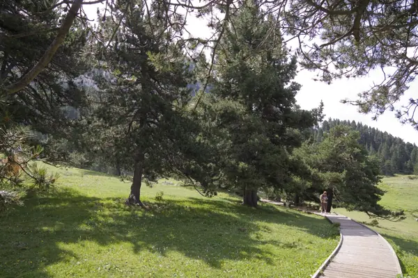 Orris, Moixeró i santuari de Paller (Bagà) · 03276