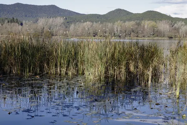 Estany de Banyoles (Banyoles) · 03498