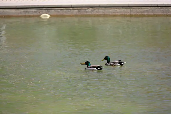 Parc del Baix Guinardó (Barcelona) · 06438