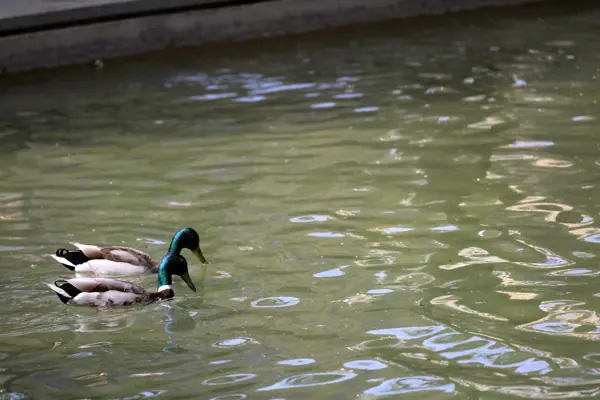 Parc del Baix Guinardó (Barcelona) · 06443
