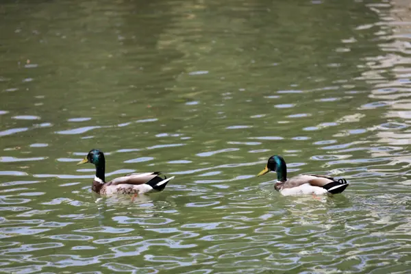 Parc del Baix Guinardó (Barcelona) · 06442