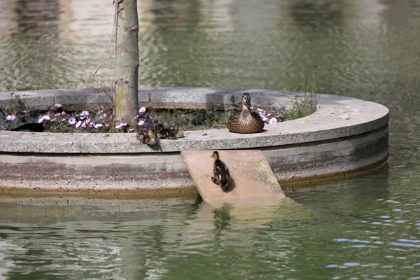 Parc del Baix Guinardó (Barcelona) · 06436