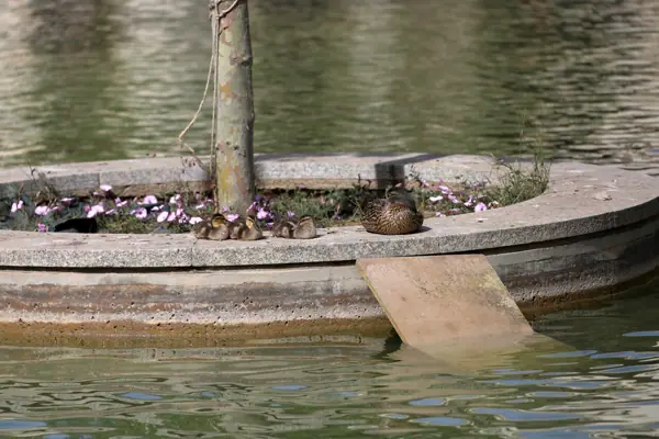 Parc del Baix Guinardó (Barcelona) · 06444