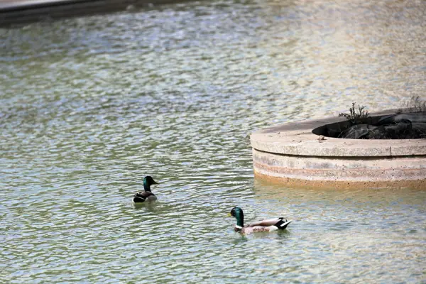 Parc del Baix Guinardó (Barcelona) · 06440