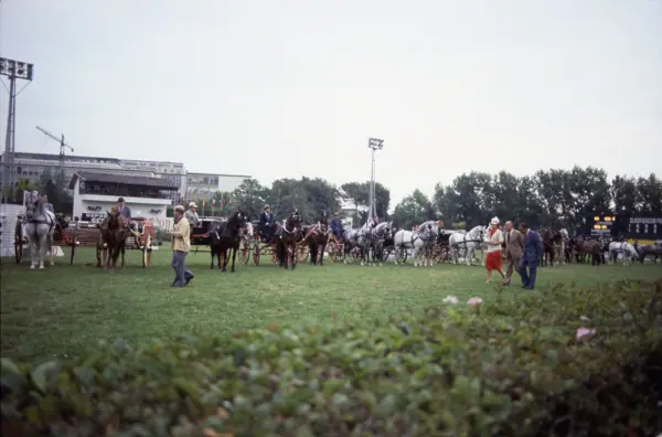 Concurs hípic, 1978 (Barcelona) · 05814