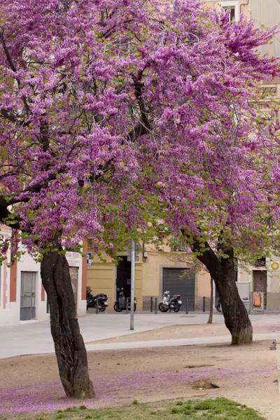 Plaça de Joanic, arbres de l'amor (Barcelona) · 1023arbreamor