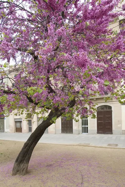 Plaça de Joanic, arbres de l'amor (Barcelona) · 1024arbreamor