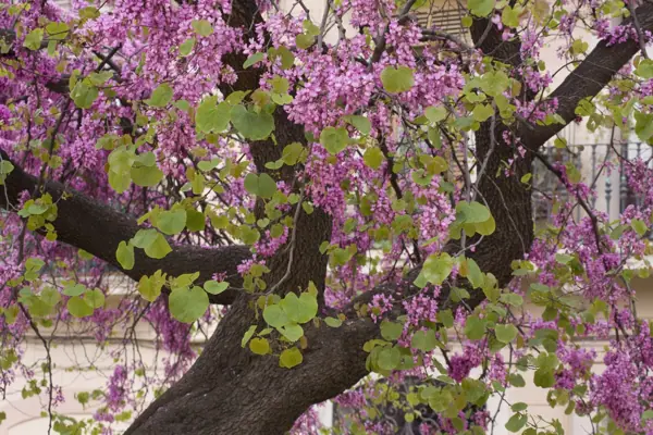 Plaça de Joanic, arbres de l'amor (Barcelona) · 1027arbreamor