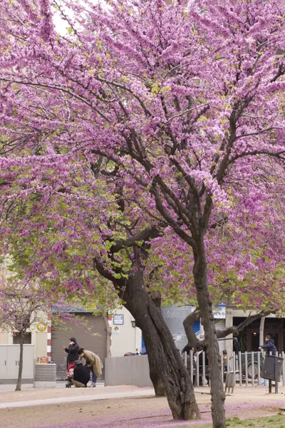 Plaça de Joanic, arbres de l'amor (Barcelona) · 1025arbreamor