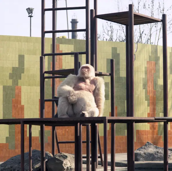 Zoo, «Floquet de Neu» (Barcelona) · 05833