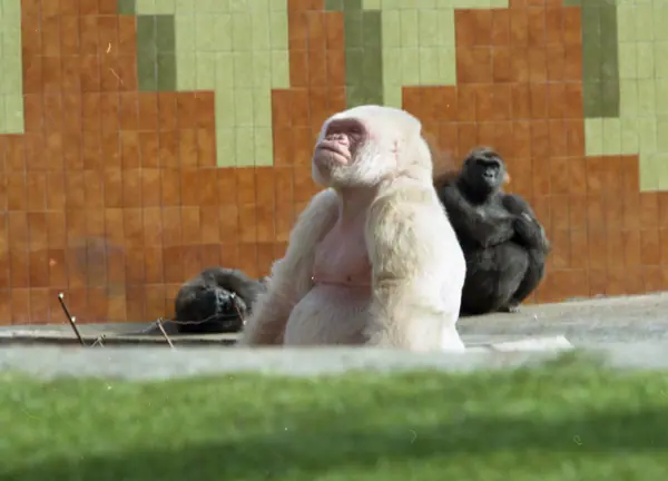 Zoo, «Floquet de Neu» (Barcelona) · 05835
