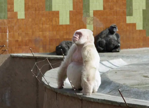 Zoo, «Floquet de Neu» (Barcelona) · 05836