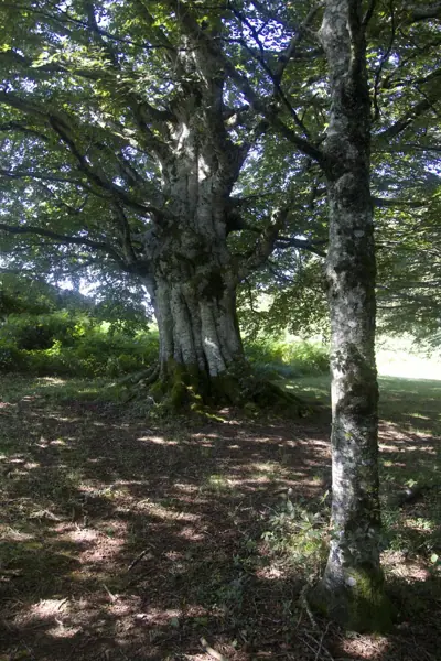 Bosc d'Orgi i ruta d'Iruña a Roncesvalles · 01380