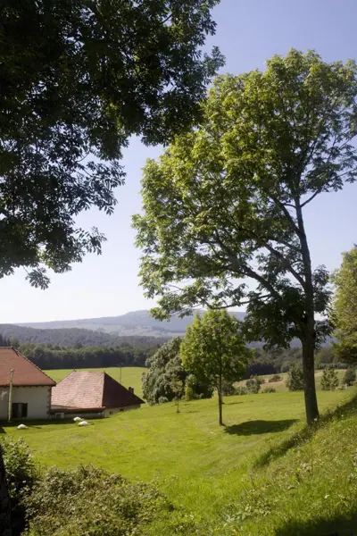 Bosc d'Orgi i ruta d'Iruña a Roncesvalles · 01381