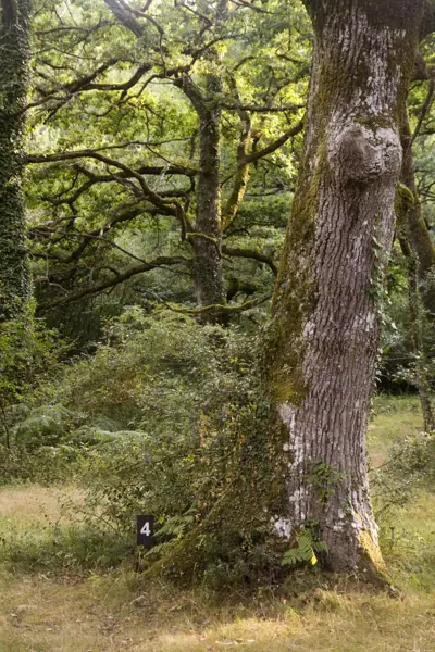 Bosc d'Orgi i ruta d'Iruña a Roncesvalles · 01373