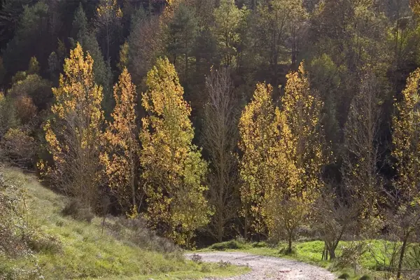 Borredà, camí i canals de Sant Miquel (Berga) · 00217