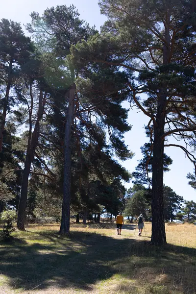 Serra de Busa (Navès) · 08827