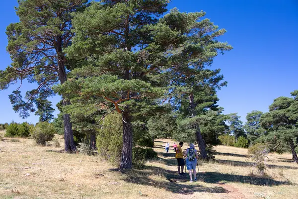 Serra de Busa (Navès) · 08839
