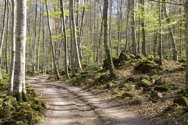 Poble i Fageda d'en Jordà (Castellfollit de la Roca) · 03213
