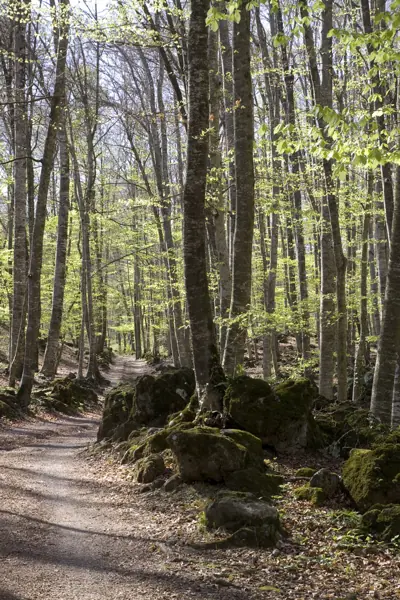 Poble i Fageda d'en Jordà (Castellfollit de la Roca) · 03214