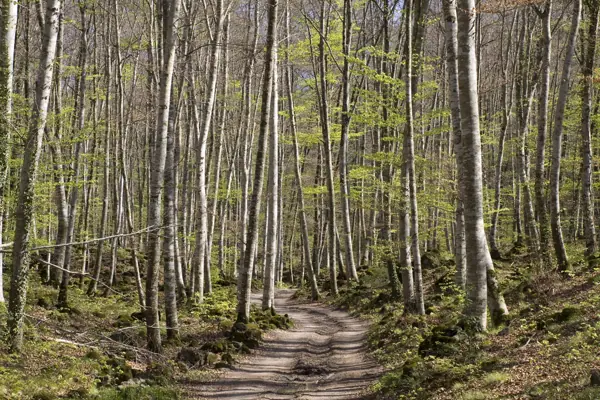 Poble i Fageda d'en Jordà (Castellfollit de la Roca) · 03212