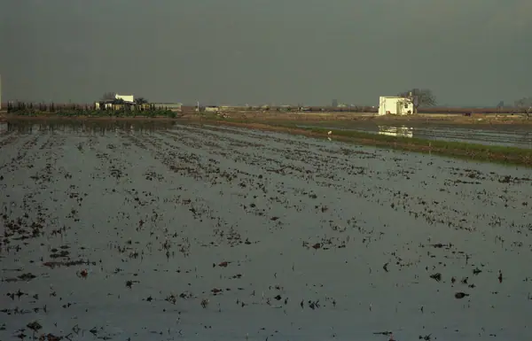 El Delta de l'Ebre (Delta de l'Ebre) · 07409