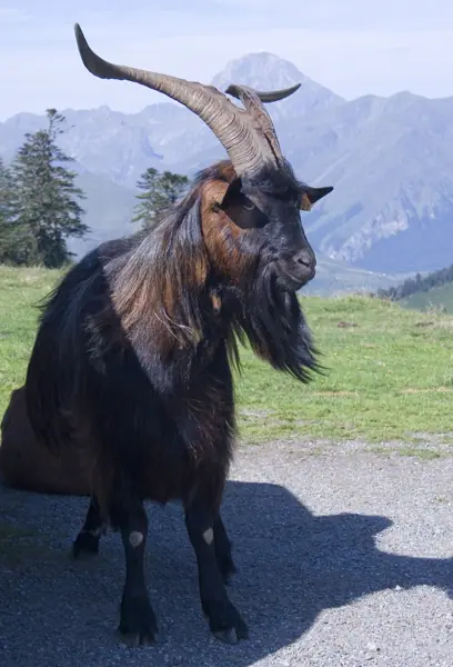 Alts Pirineus, coll d'Aspin, Tourmalet i Pic du Midi · 00808