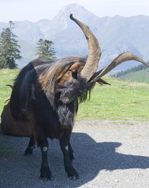 Alts Pirineus, coll d'Aspin, Tourmalet i Pic du Midi · 00807