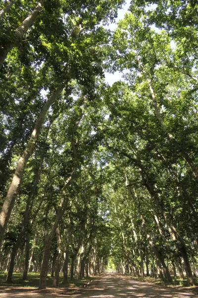 La Devesa i la Lleona (Girona) · 05071