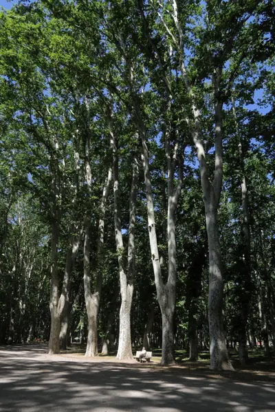 La Devesa i la Lleona (Girona) · 05072