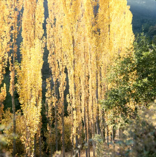 Penyes Altes del Moixeró (Gréixer) · 00741