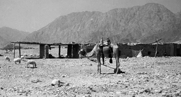 Guerra de 1973: Jericó, Jerusalem, Sinaí… · 00301