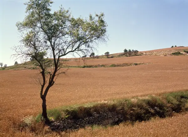 Paisatges: Aguiló i Rauric (L'Espluga de Francolí) · 00208