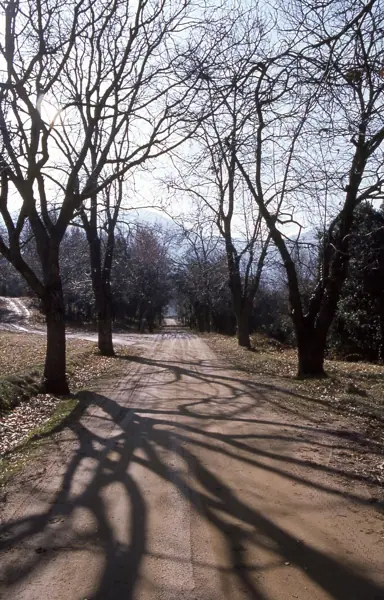 Paisatges (Garrotxa) · 00173