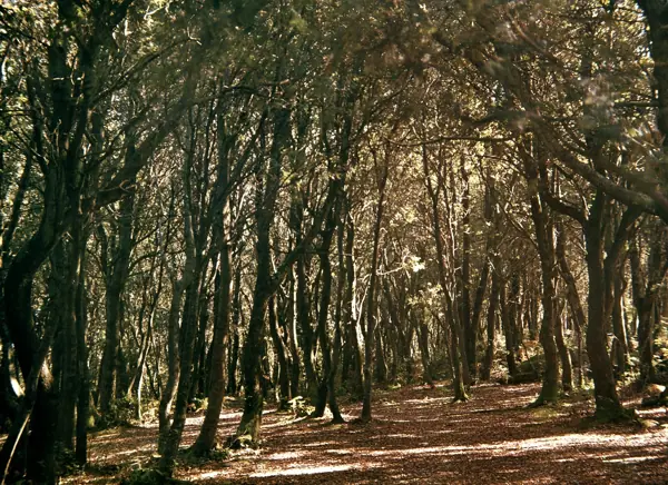 Paisatges (Garrotxa) · 01069