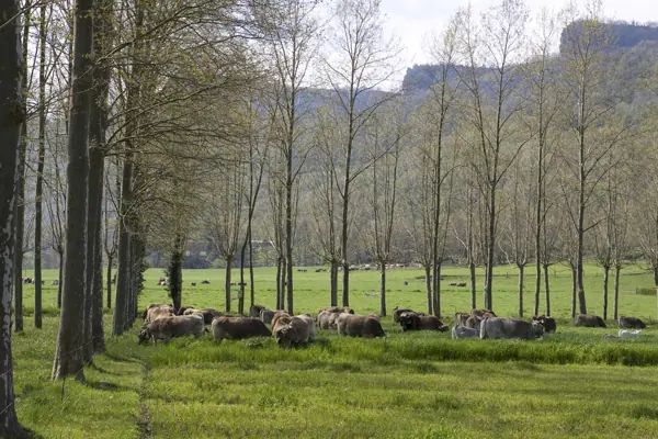 Paisatges (Garrotxa) · 03229