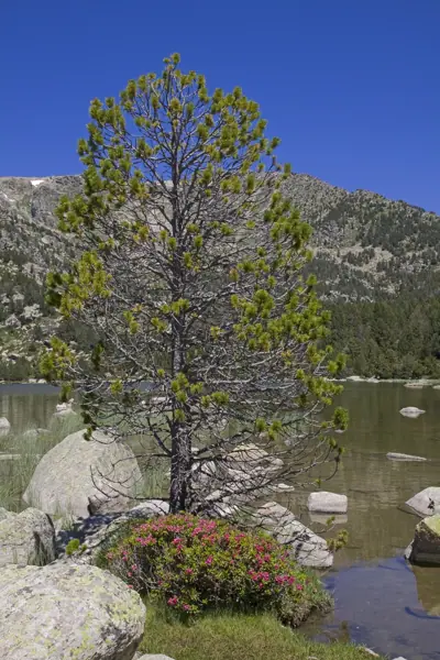 Estany de Malniu (Meranges) · 03045